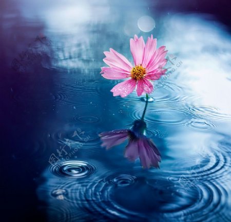 水面上一朵粉色花儿