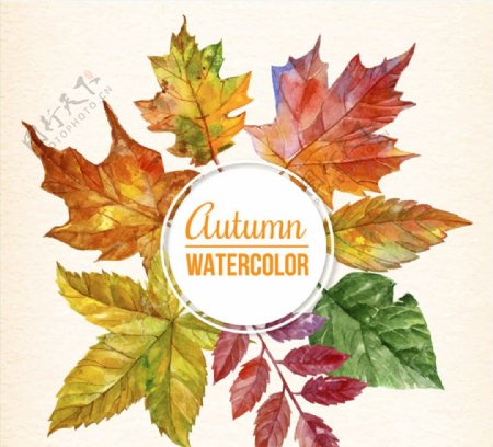 水彩绘秋季树叶框架矢量素材