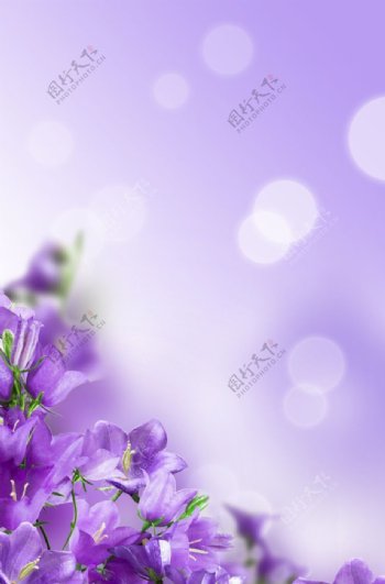 紫色花朵海报背景素材