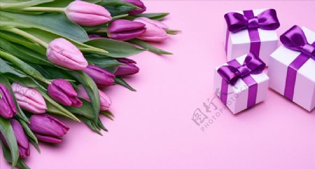 紫色郁金香礼物盒