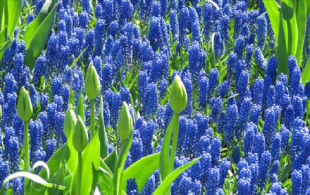 风信子花蕾花卉