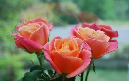粉红色玫瑰花鲜花