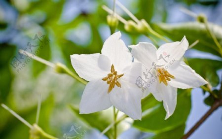 苏合香树的花