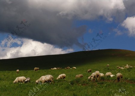 坝上草原羊群蓝天白云