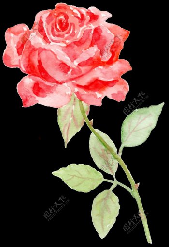 手绘水彩玫瑰花朵png透明素材