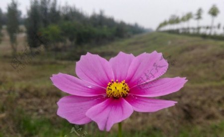 美丽鲜花