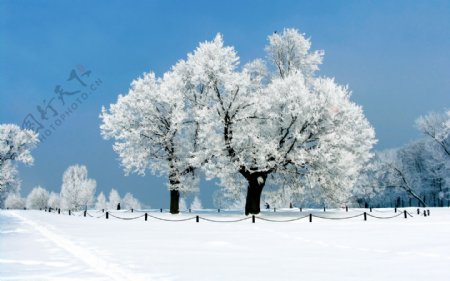 冬日里的雪树风景