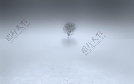 浓雾中的树