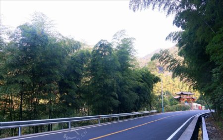 美丽乡村公路竹林