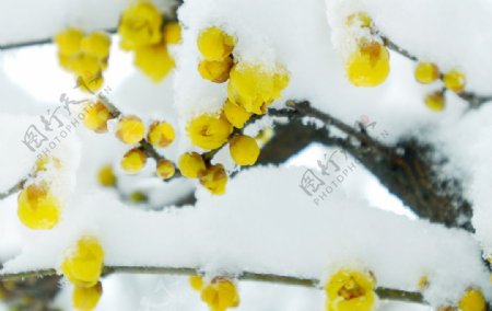 白雪覆盖黄色腊梅花