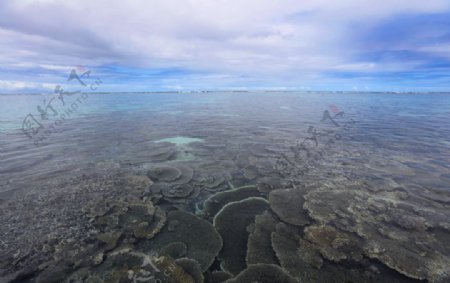 毛里求斯蓝湾的珊瑚礁