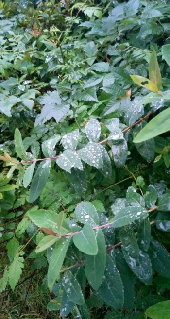 雨后的露珠树叶