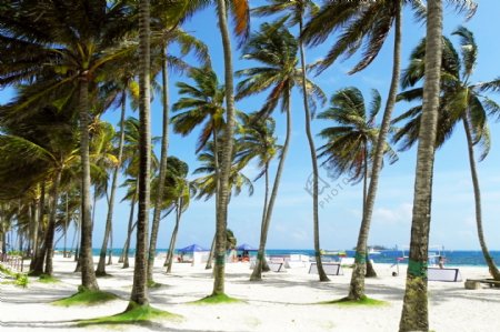 沙热带旅游风景棕榈树