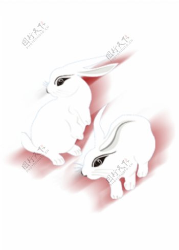 两只白色玉兔素材图片