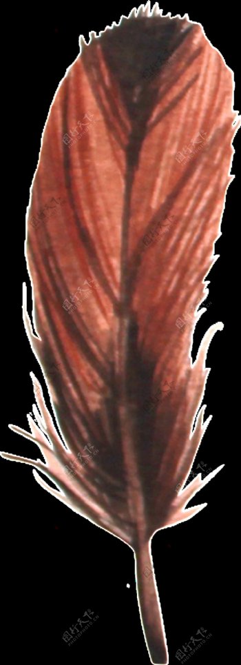 棕色羽毛透明装饰图案