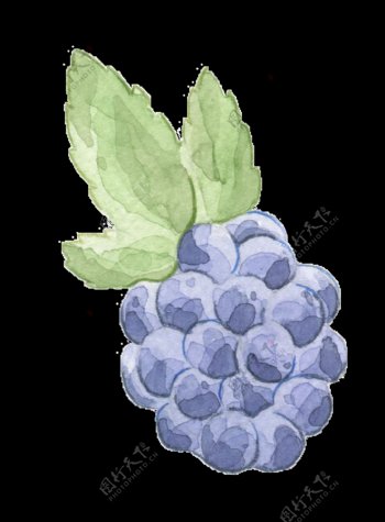 手绘紫色新鲜葡萄透明装饰图案