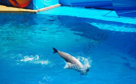 海豚跳水跳水海豚