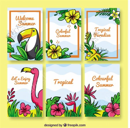 热带花卉卡片收集