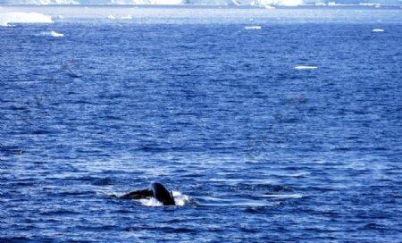 南极洲鲸鱼欣赏