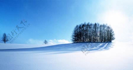 雪地里的丛树