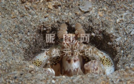 螳螂虾海鱼