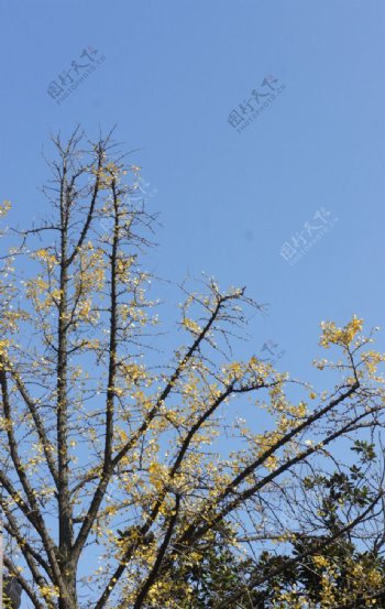 树枝黄叶