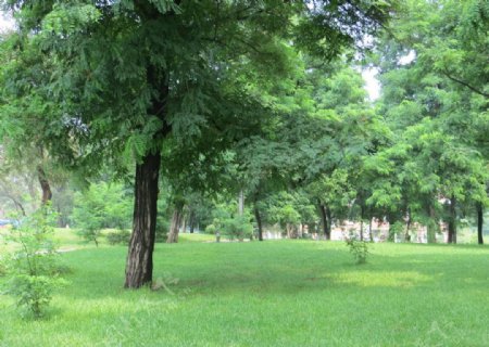 青草绿树
