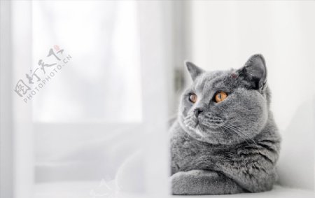 在窗台悠闲的灰色小猫