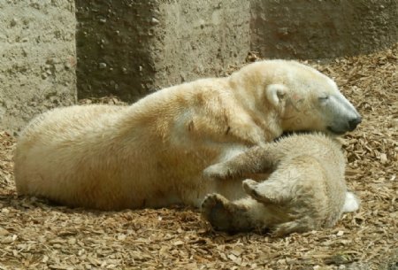 北极熊母子温馨瞬间