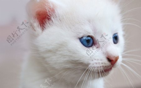 纯白色小猫咪