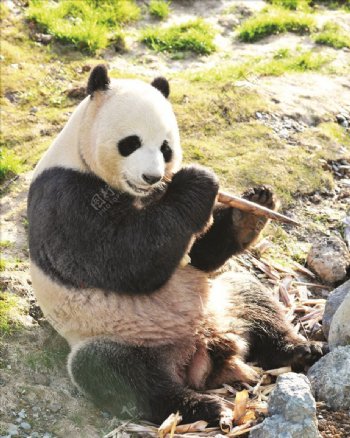 熊猫啃竹笋