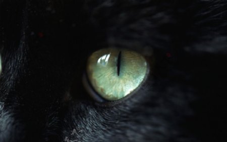 黑猫眼睛