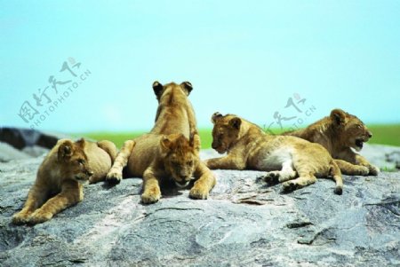 狮子群体