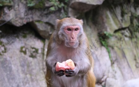 猴子吃桃