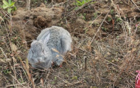 小灰灰兔兔兔