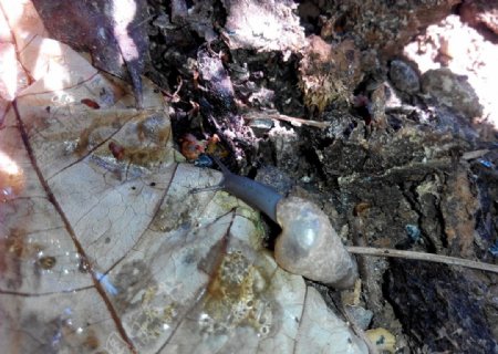 树叶下的蜗牛