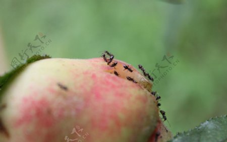 蚂蚁吃桃