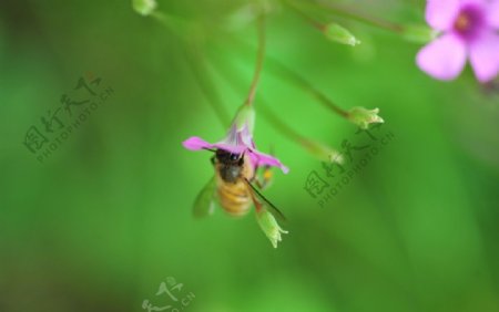 微距蜜蜂采花
