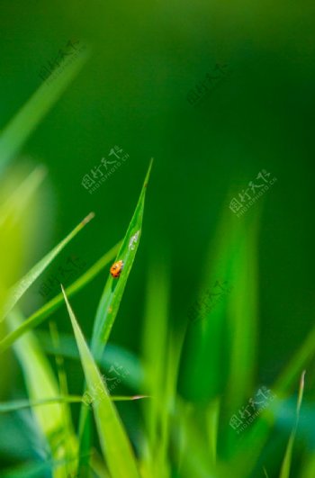 小草上的瓢虫