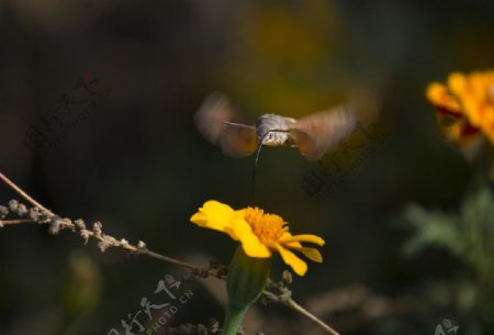 飞翔中的蜂鸟蛾