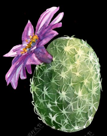 紫色花朵仙人球水彩手绘透明素材