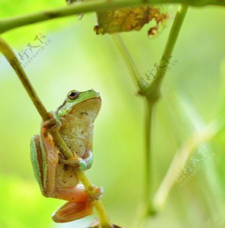 澳洲树蛙
