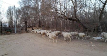 农村晚归的羊群