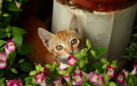 躲在花草中的猫