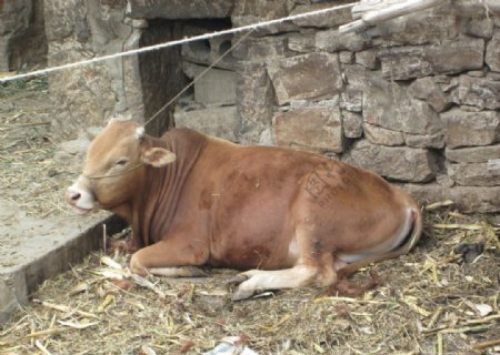 地震灾区的黄牛