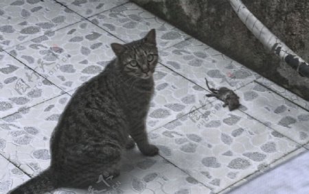 猫捉老鼠