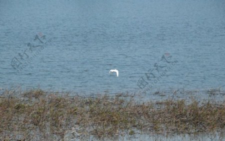 湖中飞翔的白鹭