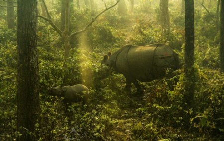 尼泊尔独角犀牛