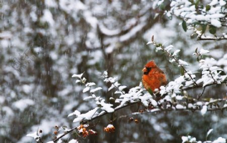 雪中的鸟