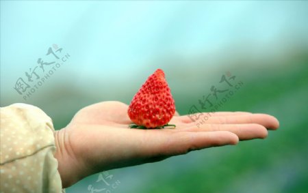 手心里的一颗大草莓